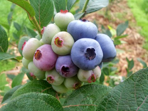 blueberry0710